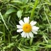 yellohms